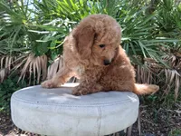 Leo, a male Goldendoodle for sale in Saint Cloud, FL – 3 of 3