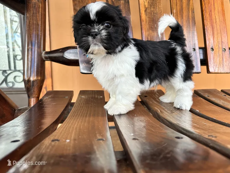 Jakc – Shih Tzu puppy for sale in Saint Cloud, FL
