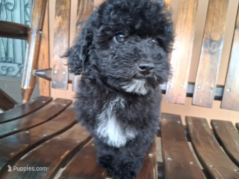 Lilian  – Goldendoodle puppy for sale in Saint Cloud, FL