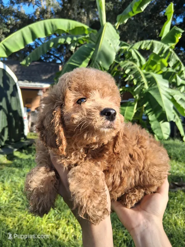 Leo – Goldendoodle puppy for sale in Saint Cloud, FL