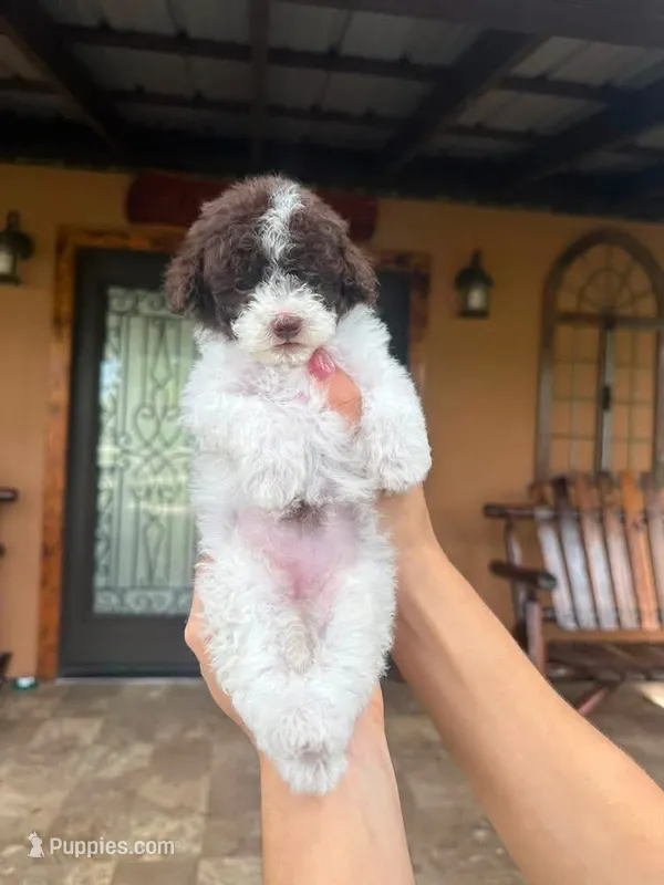 Lily – Goldendoodle puppy for sale in Saint Cloud, FL