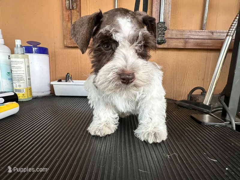 Mia – Miniature Schnauzer puppy for sale in Saint Cloud, FL