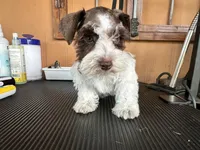 Mia, a female Miniature Schnauzer for sale in Saint Cloud, FL – 1 of 1