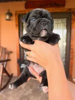 Onix, a female French Bulldog for sale in Saint Cloud, FL – 3 of 3