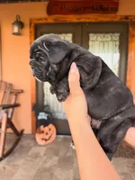 Onix, a female French Bulldog for sale in Saint Cloud, FL – 1 of 3
