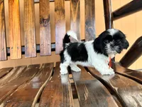 Ivy, a female Shih Tzu for sale in Saint Cloud, FL – 2 of 2