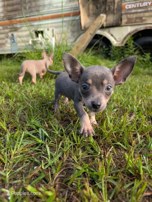 Tiny – Chihuahua puppy for sale in Summerfield, FL