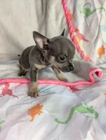 Tiny , a female Chihuahua for sale in Summerfield, FL – 3 of 4