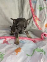 Tiny , a female Chihuahua for sale in Summerfield, FL – 2 of 4