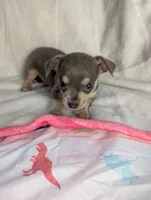 Blue, a male Chihuahua for sale in Summerfield, FL – 2 of 3