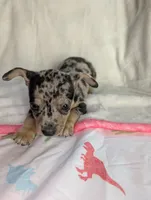 Oreo, a male Chihuahua for sale in Summerfield, FL – 3 of 3