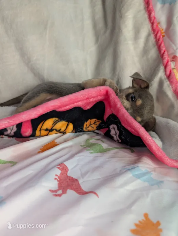 Tiny  – Chihuahua puppy for sale in Summerfield, FL