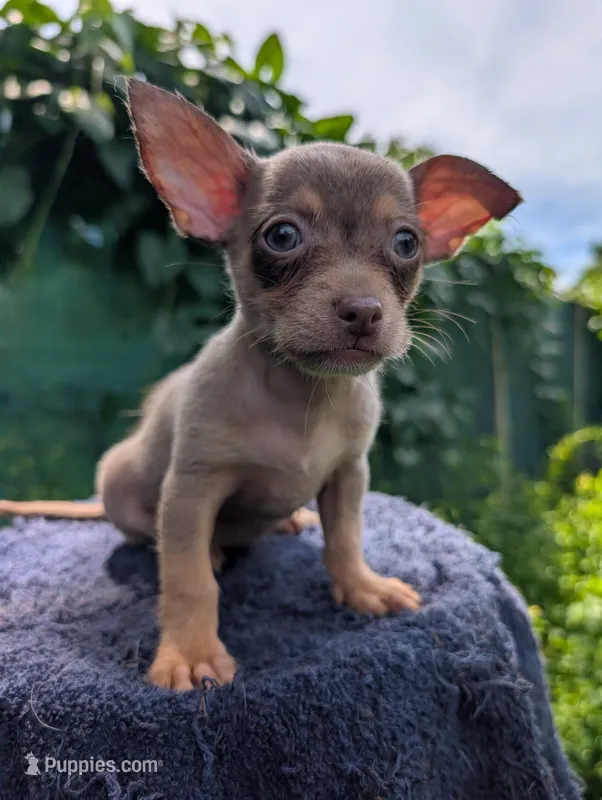 Blue – Chihuahua puppy for sale in Summerfield, FL