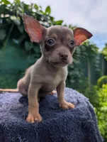 Blue, a female Chihuahua for sale in Summerfield, FL – 1 of 1