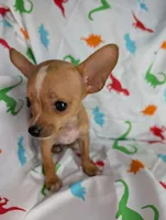 Chito, a male Chihuahua for sale in Summerfield, FL – 1 of 1