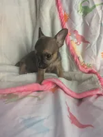 Ears, a male Chihuahua for sale in Summerfield, FL – 2 of 2