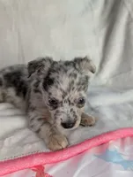Fluffy, a female Chihuahua for sale in Summerfield, FL – 3 of 3