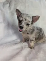 Fuffy, a female Chihuahua for sale in Summerfield, FL – 3 of 3