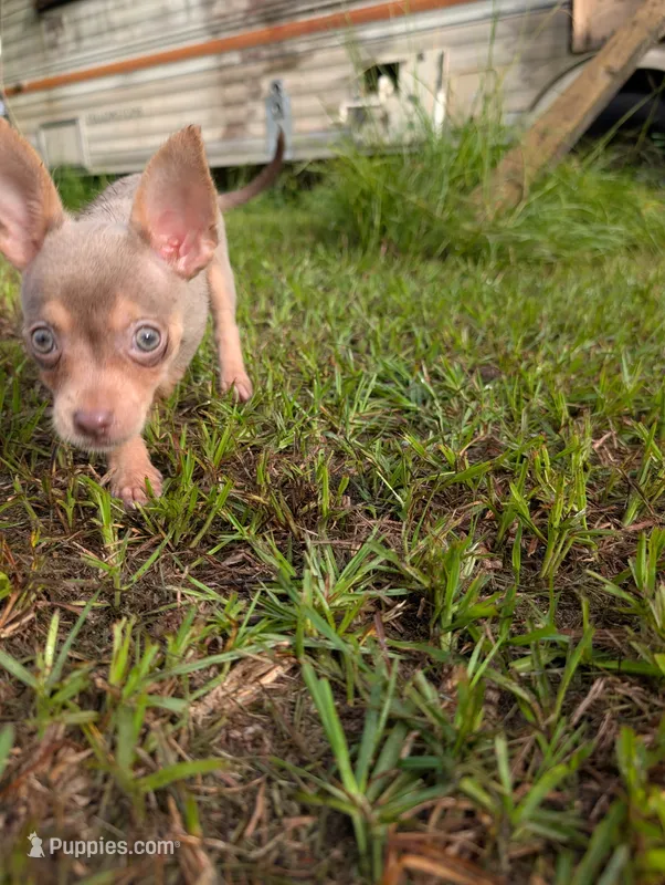 Blue – Chihuahua puppy for sale in Summerfield, FL