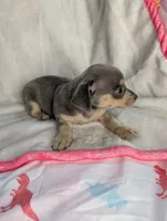 Blue, a male Chihuahua for sale in Summerfield, FL – 3 of 3