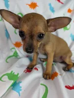 Brownie, a female Chihuahua for sale in Summerfield, FL – 2 of 2