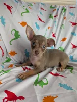 Blue, a female Chihuahua for sale in Summerfield, FL – 1 of 1