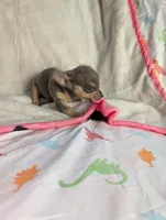 Tiny , a female Chihuahua for sale in Summerfield, FL – 4 of 4