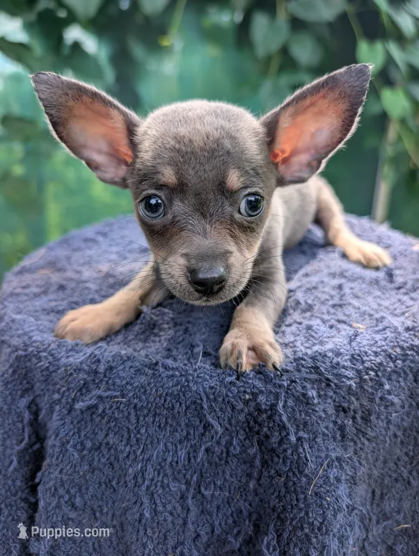 Tiny – Chihuahua puppy for sale in Summerfield, FL