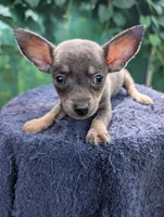 Tiny, a male Chihuahua for sale in Summerfield, FL – 1 of 1