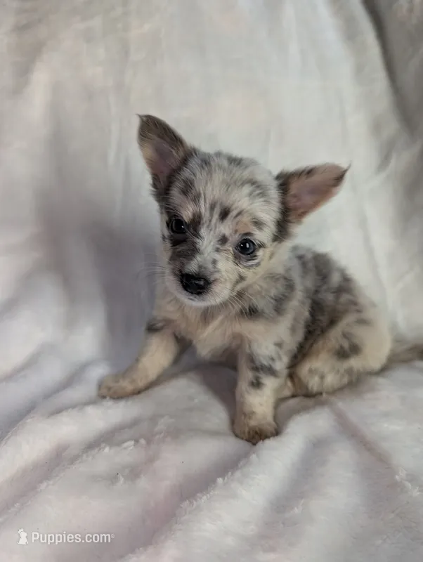 Fuffy – Chihuahua puppy for sale in Summerfield, FL