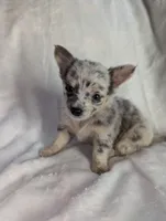 Fuffy, a female Chihuahua for sale in Summerfield, FL – 1 of 3