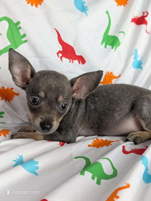 Tiny – Chihuahua puppy for sale in Summerfield, FL