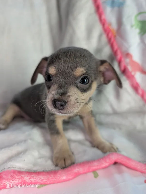 Blue – Chihuahua puppy for sale in Summerfield, FL
