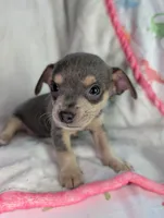 Blue, a male Chihuahua for sale in Summerfield, FL – 1 of 3