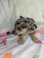 Oreo, a male Chihuahua for sale in Summerfield, FL – 2 of 3