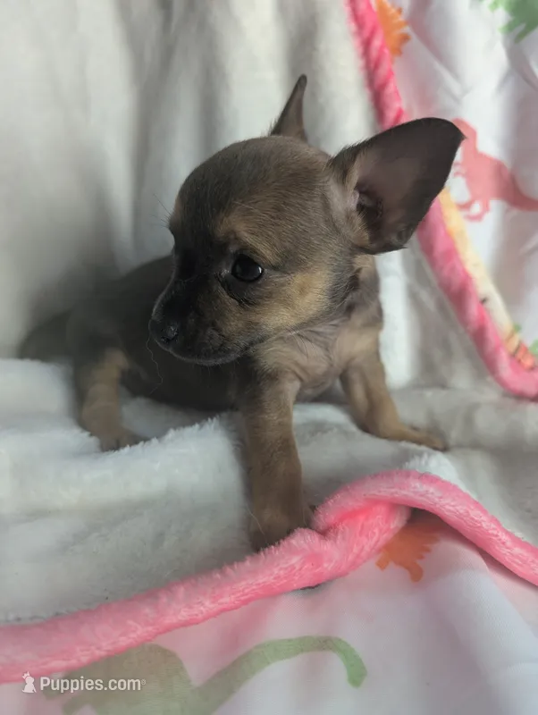 Ears – Chihuahua puppy for sale in Summerfield, FL