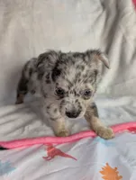 Fluffy, a female Chihuahua for sale in Summerfield, FL – 1 of 3