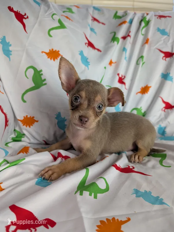 Blue – Chihuahua puppy for sale in Summerfield, FL