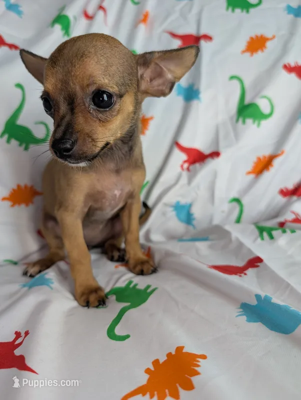 Brownie – Chihuahua puppy for sale in Summerfield, FL