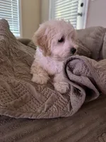 King 8week old , a male Maltipoo for sale in Raleigh, NC – 5 of 10