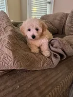 King 8week old , a male Maltipoo for sale in Raleigh, NC – 10 of 10