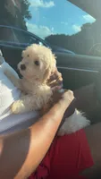 King 8week old , a male Maltipoo for sale in Raleigh, NC – 7 of 10
