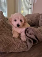 King 8week old , a male Maltipoo for sale in Raleigh, NC – 3 of 10