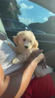 King 8week old , a male Maltipoo for sale in Raleigh, NC – 2 of 10