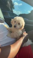 King 8week old , a male Maltipoo for sale in Raleigh, NC – 9 of 10