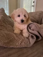 King 8week old , a male Maltipoo for sale in Raleigh, NC – 4 of 10