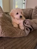 King 8week old , a male Maltipoo for sale in Raleigh, NC – 8 of 10