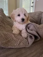 King 8week old , a male Maltipoo for sale in Raleigh, NC – 6 of 10