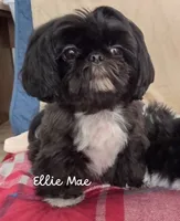 Ellie Mae, a female Shih Tzu for sale in Citrus Heights, CA – Photo 3 of 7