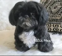 Ellie Mae, a female Shih Tzu for sale in Citrus Heights, CA – Photo 4 of 7